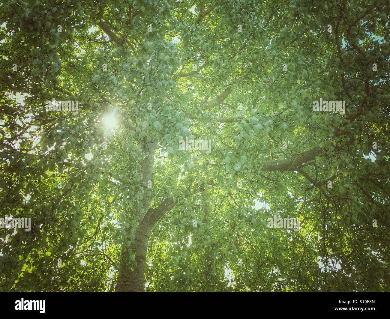 Soft green light as sun shines through new green leaves of a Plane tree. - Smartphone Captured Stock Image