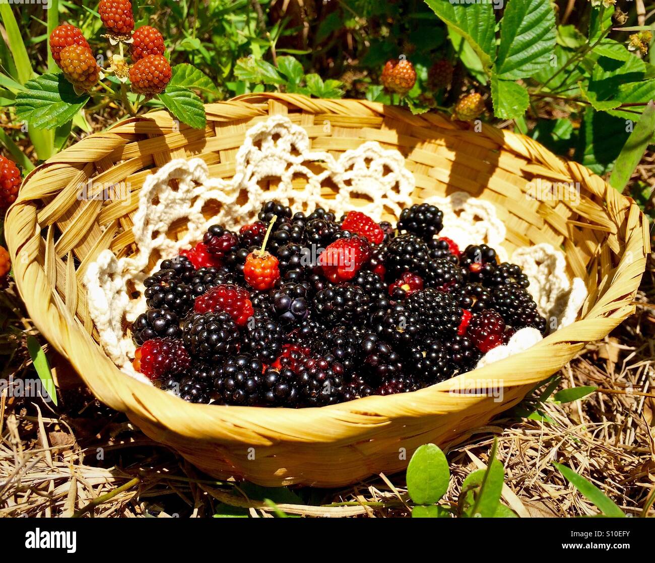 Freshly picked wild blackberries in a basket with ripening berries in background Stock Photo