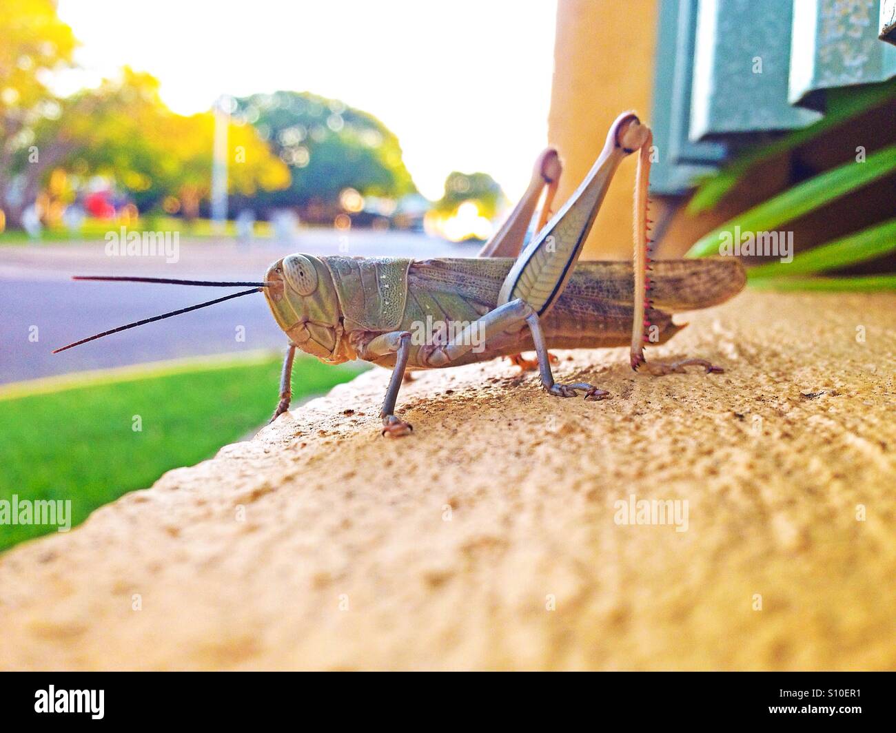Grasshopper on a wall. - Smartphone Captured Stock Image