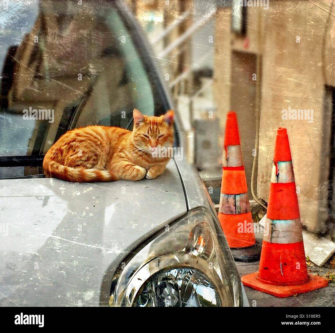 ... be careful..! cat on the road...! - Smartphone Captured Stock Image