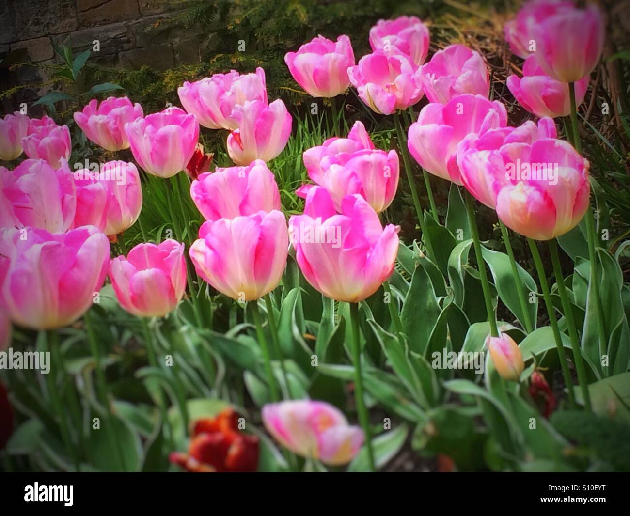 Pink tulips in the garden England UK - Smartphone Captured Stock Image