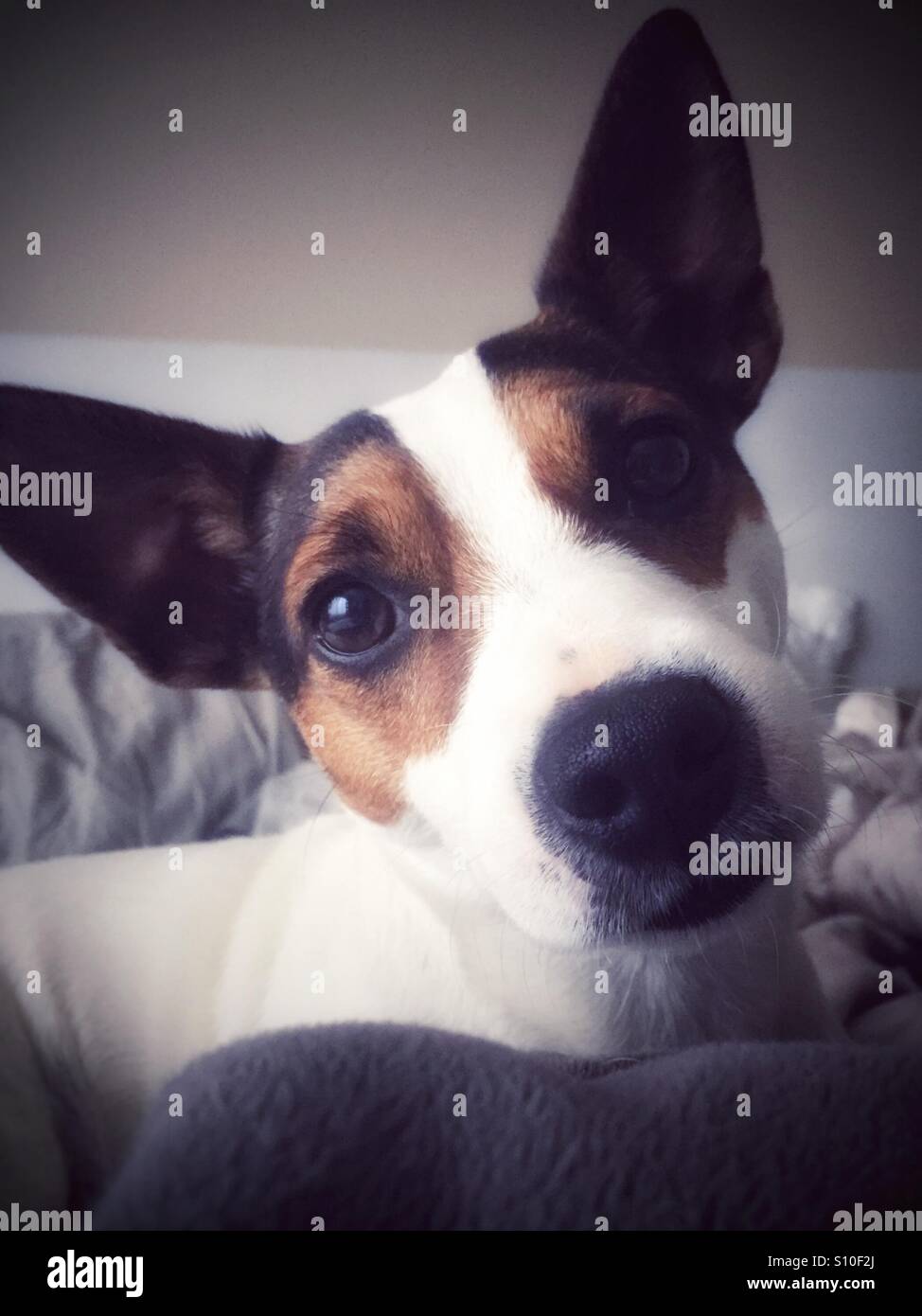 Portrait of dog looking at camera with puppy dog eyes while lying in the bed of her humans. - Smartphone Captured Stock Image