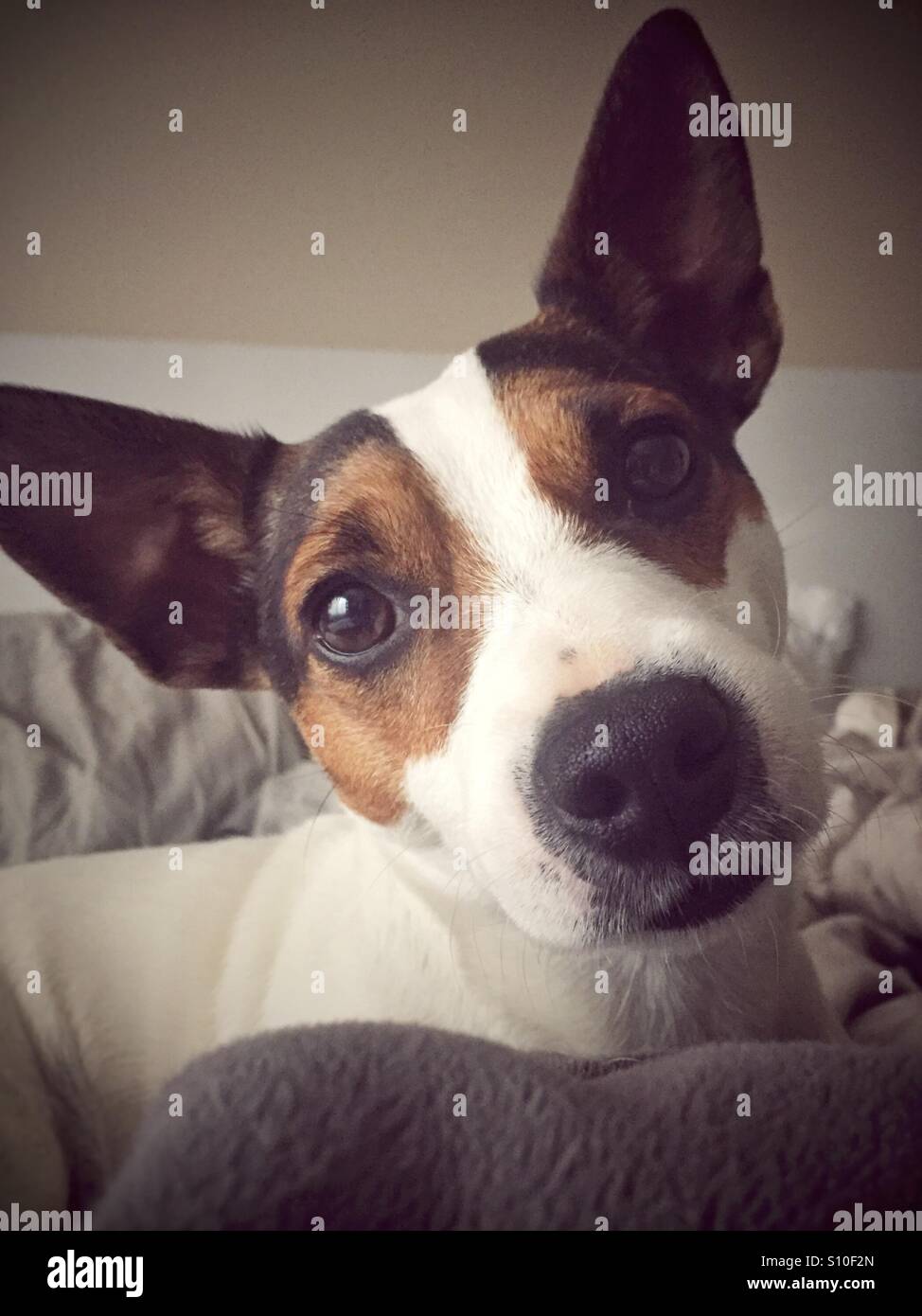 Portrait of dog tilting her head sideways and looking at the camera. Natural light. - Smartphone Captured Stock Image