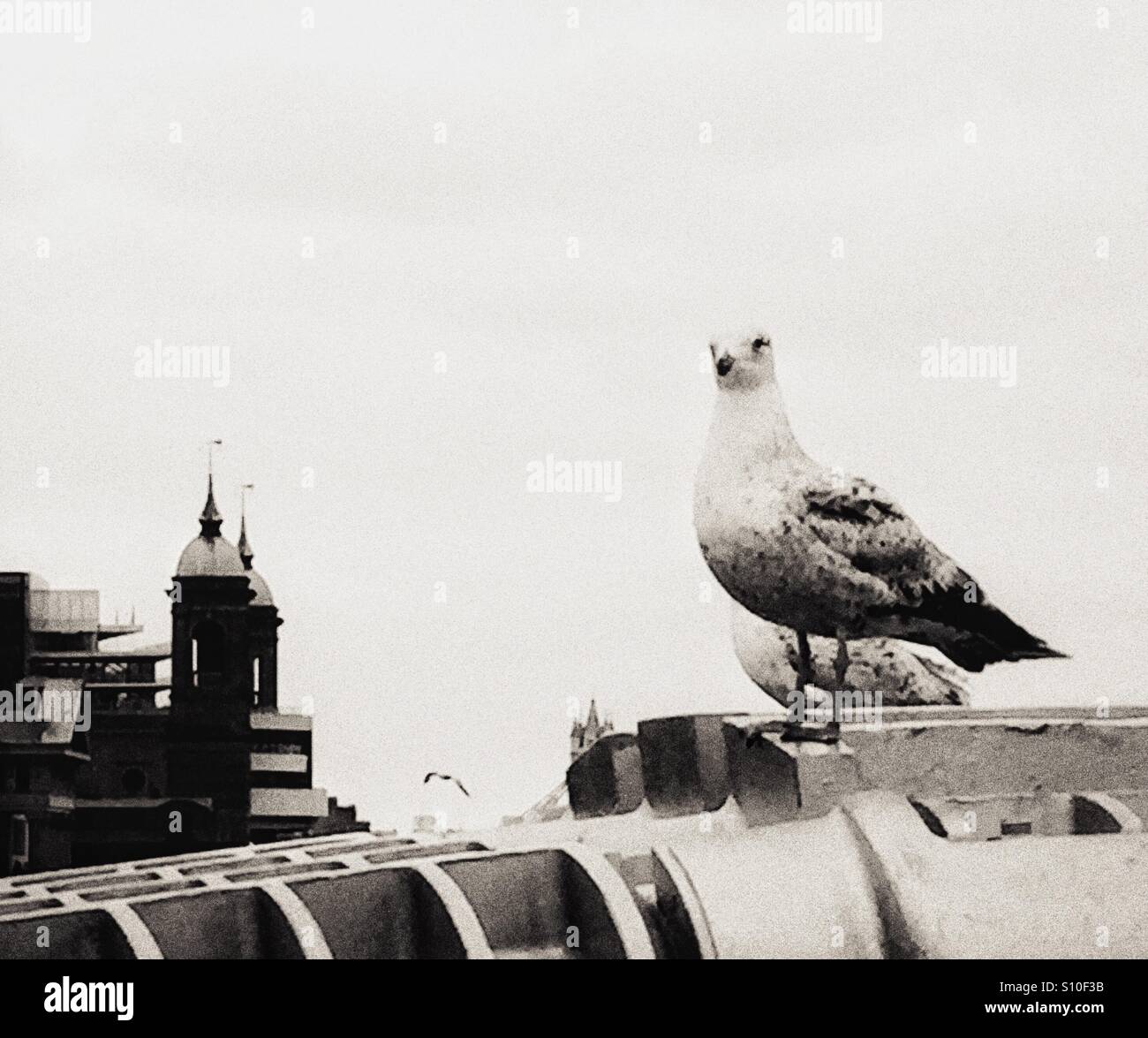 Black and white image of a seagull on the Millenium Bridge with the north bank of the City of London in the background - Smartphone Captured Stock Image
