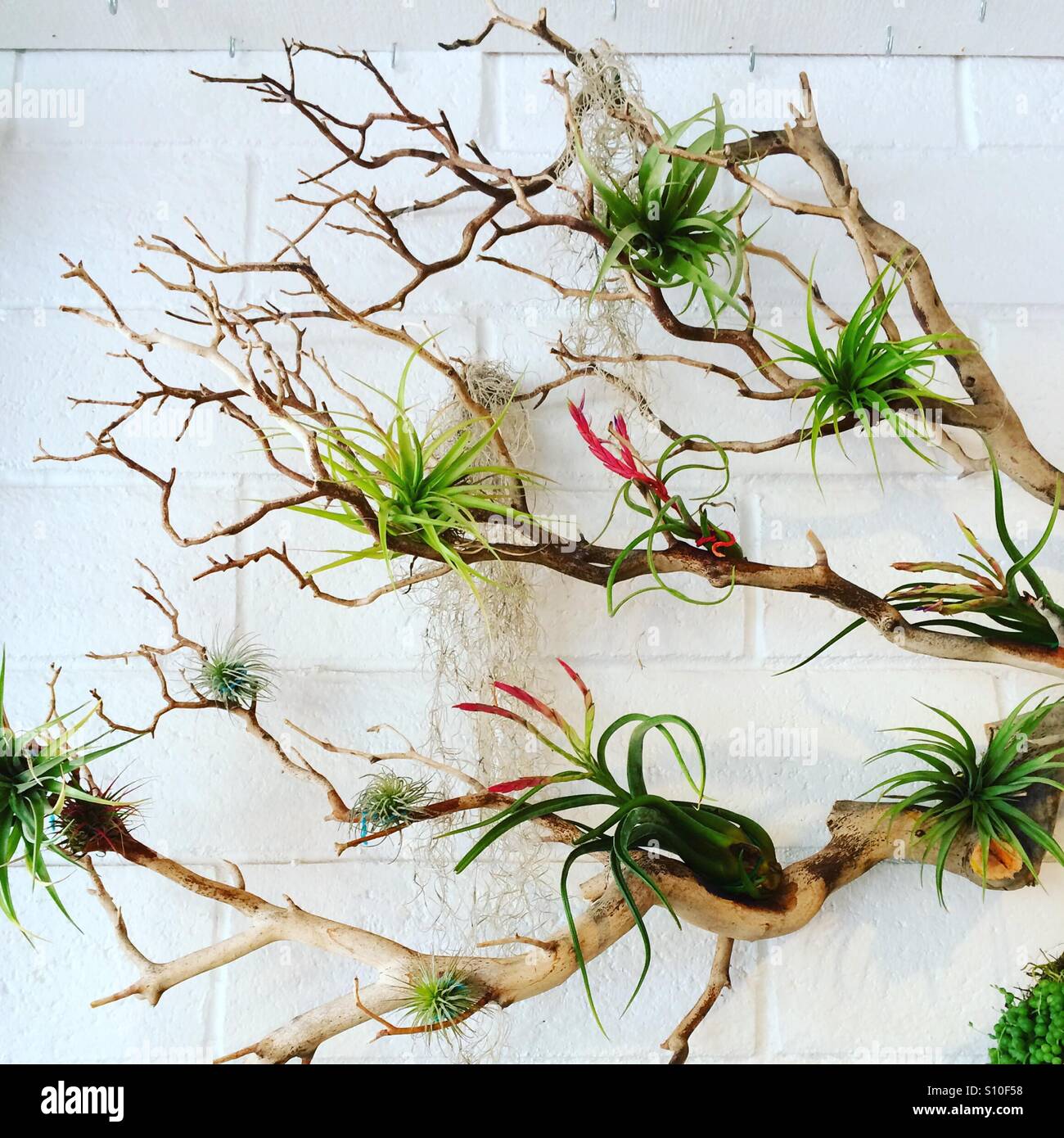 Air plant wall hi-res stock photography and images - Alamy