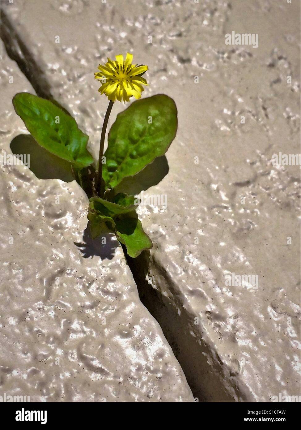 Determination the little flower that could Stock Photo Alamy