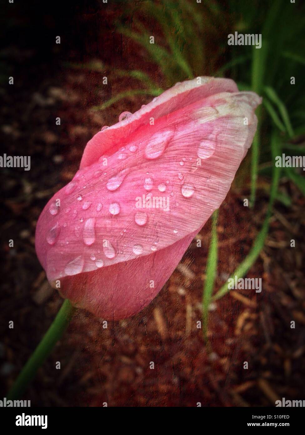 Rain-soaked pink tulip. - Smartphone Captured Stock Image