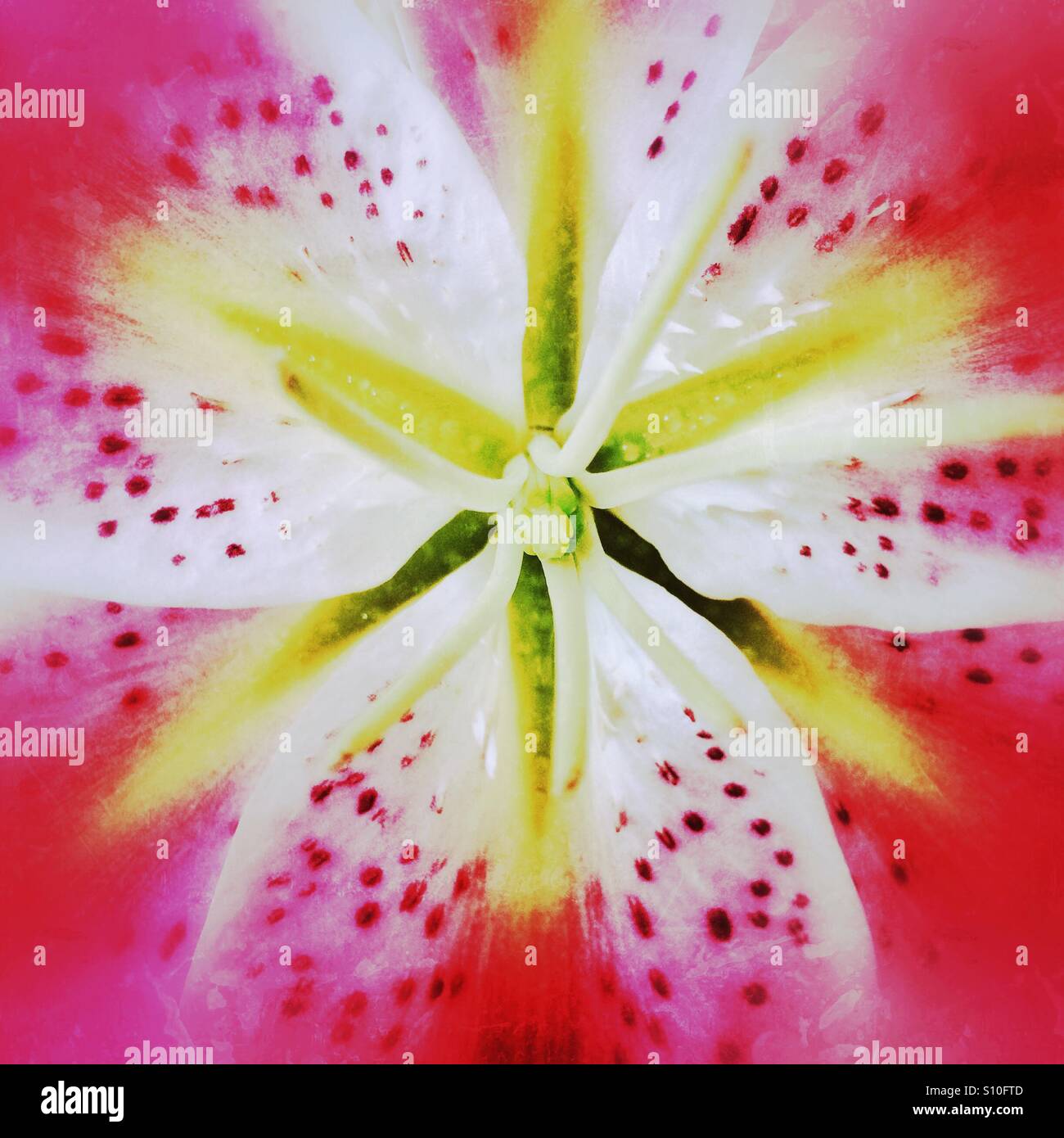 Flower close up abstract - Smartphone Captured Stock Image