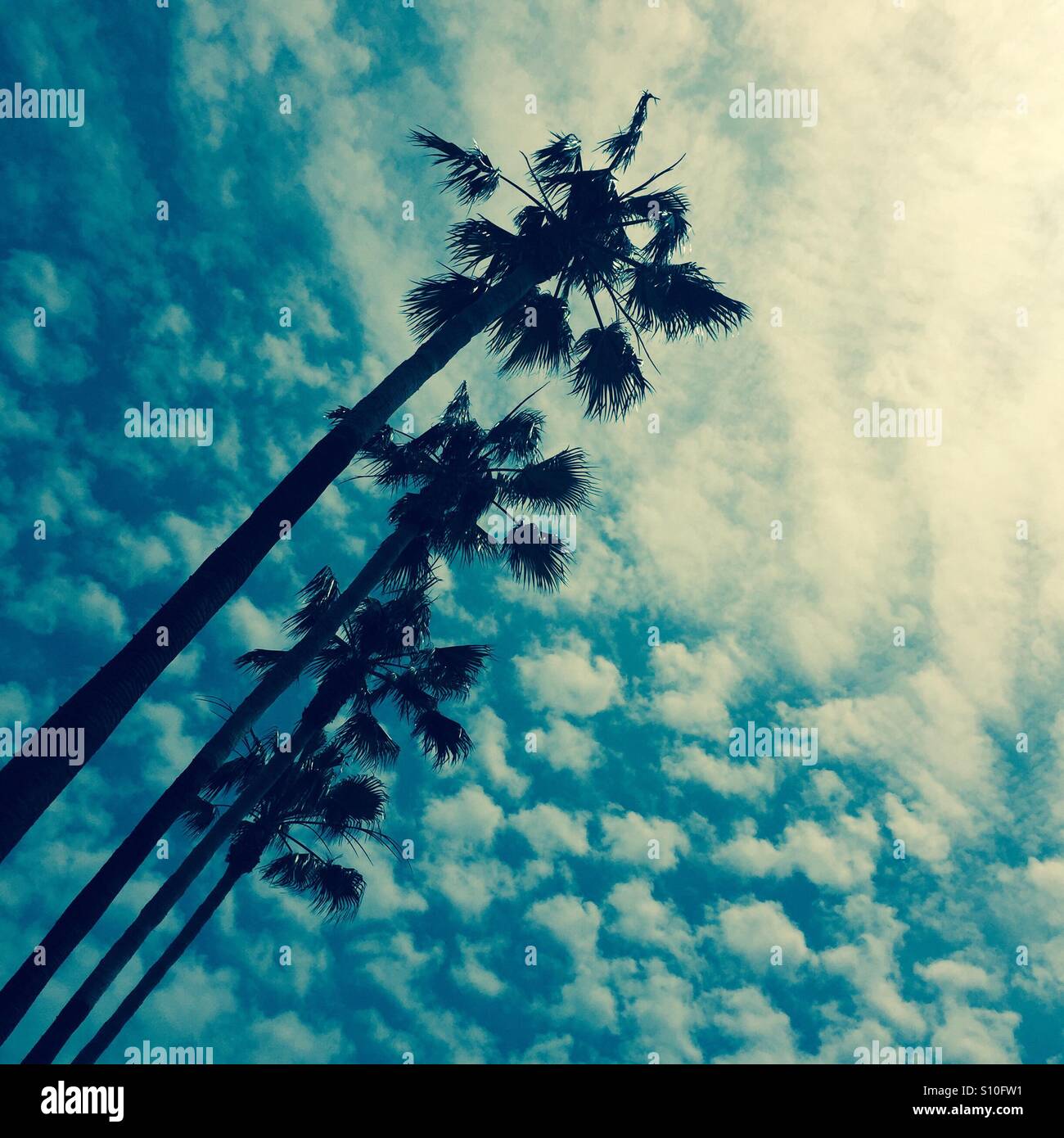 Palmtrees in Los Angeles, CA. - Smartphone Captured Stock Image