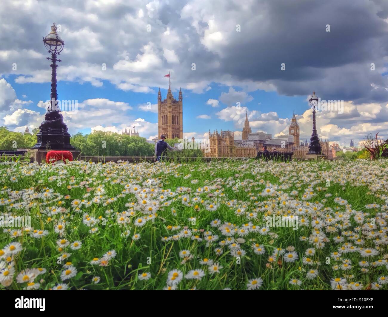 Daisy on Thames Embankment - Smartphone Captured Stock Image