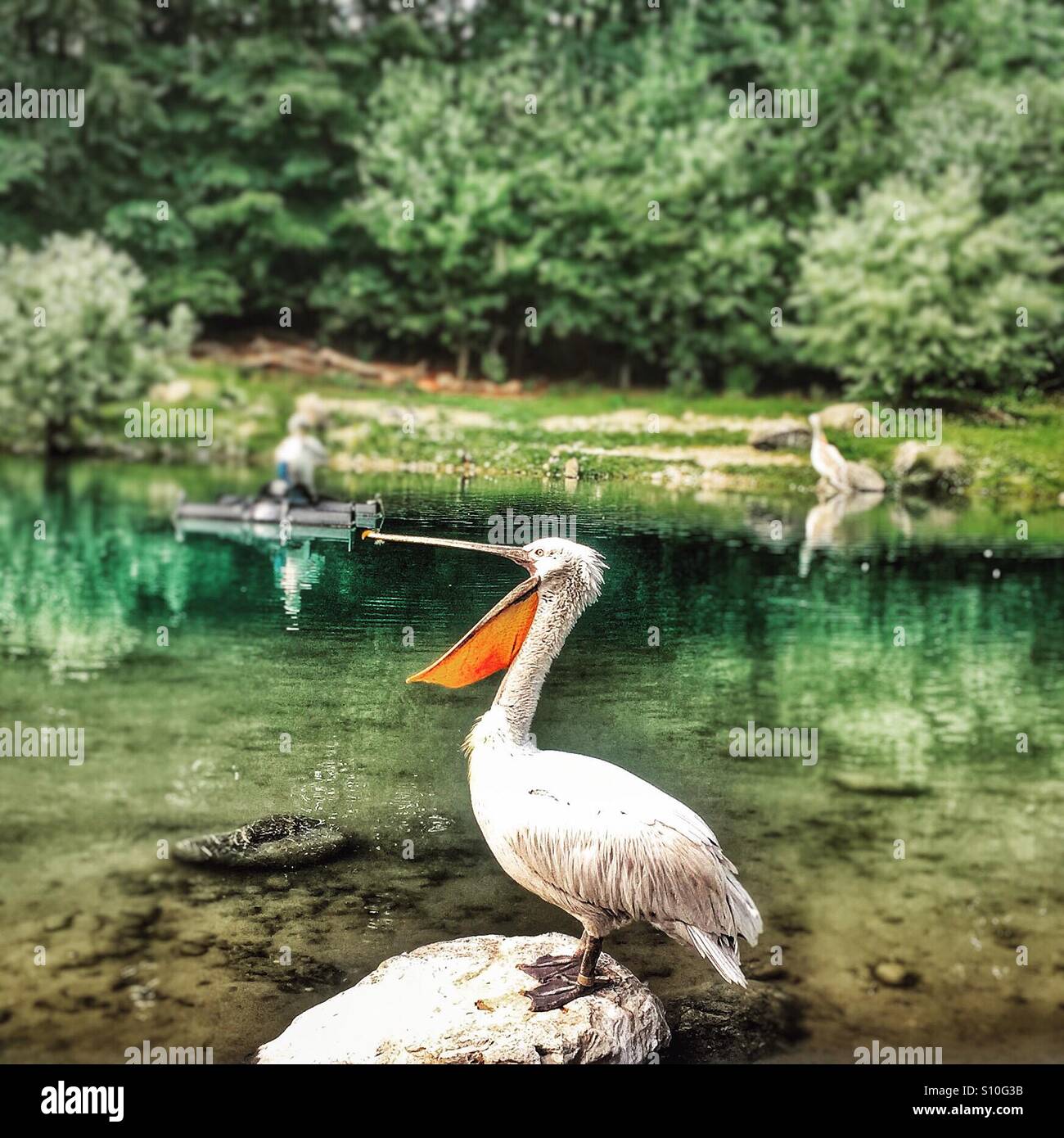 Yawning pelican Stock Photo