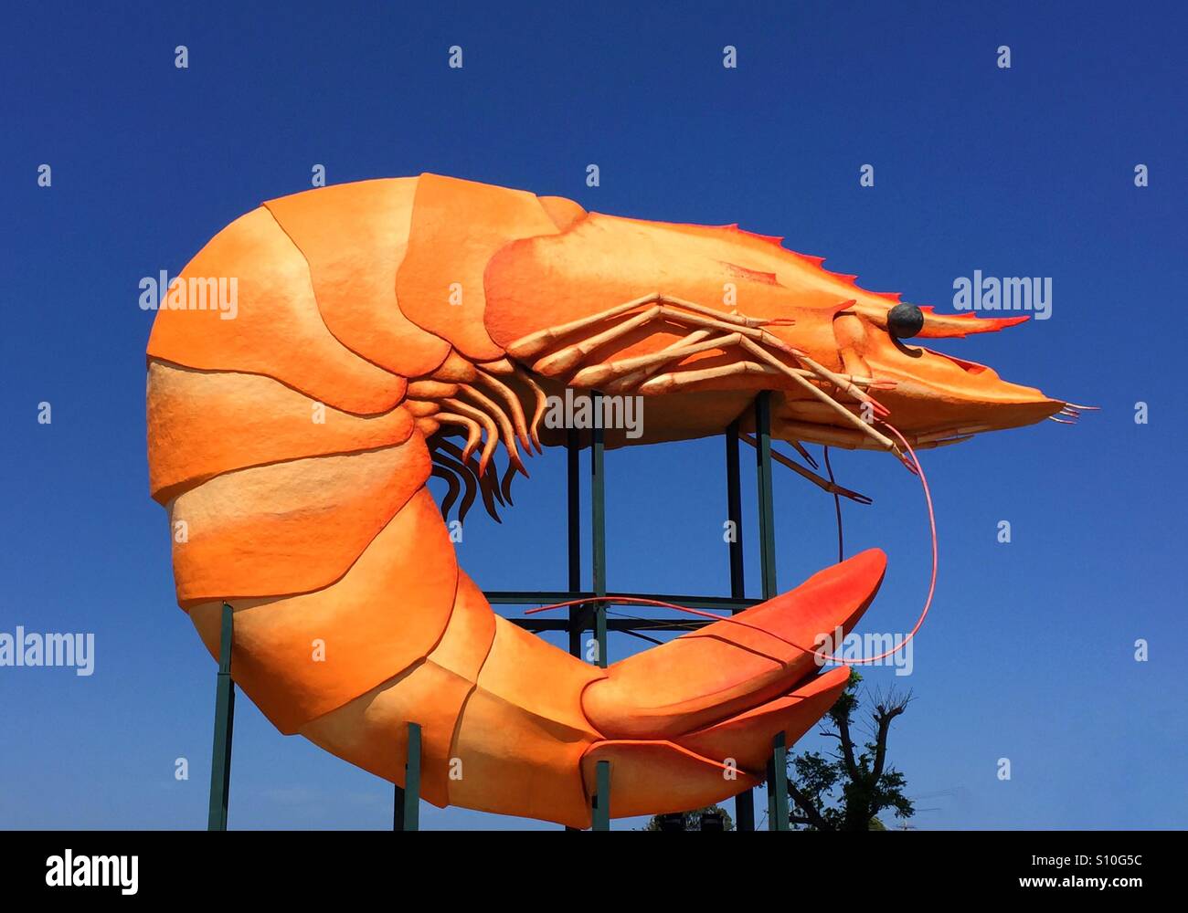 Giant prawn, NSW, Australia - Smartphone Captured Stock Image