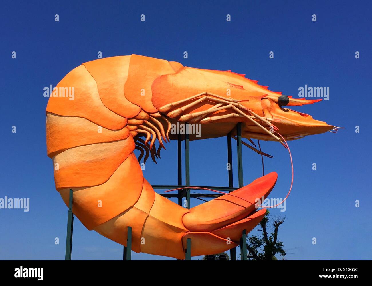 Giant prawn, NSW, Australia Stock Photo