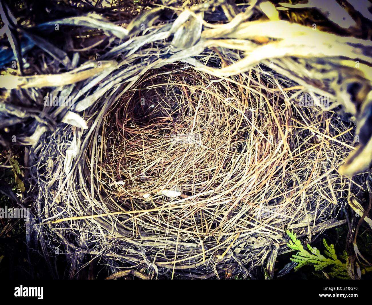 Empty nest - Smartphone Captured Stock Image