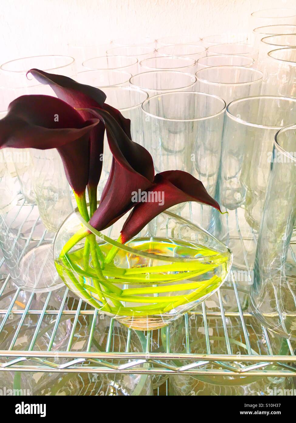 Maroon calla lilies Stock Photo - Alamy