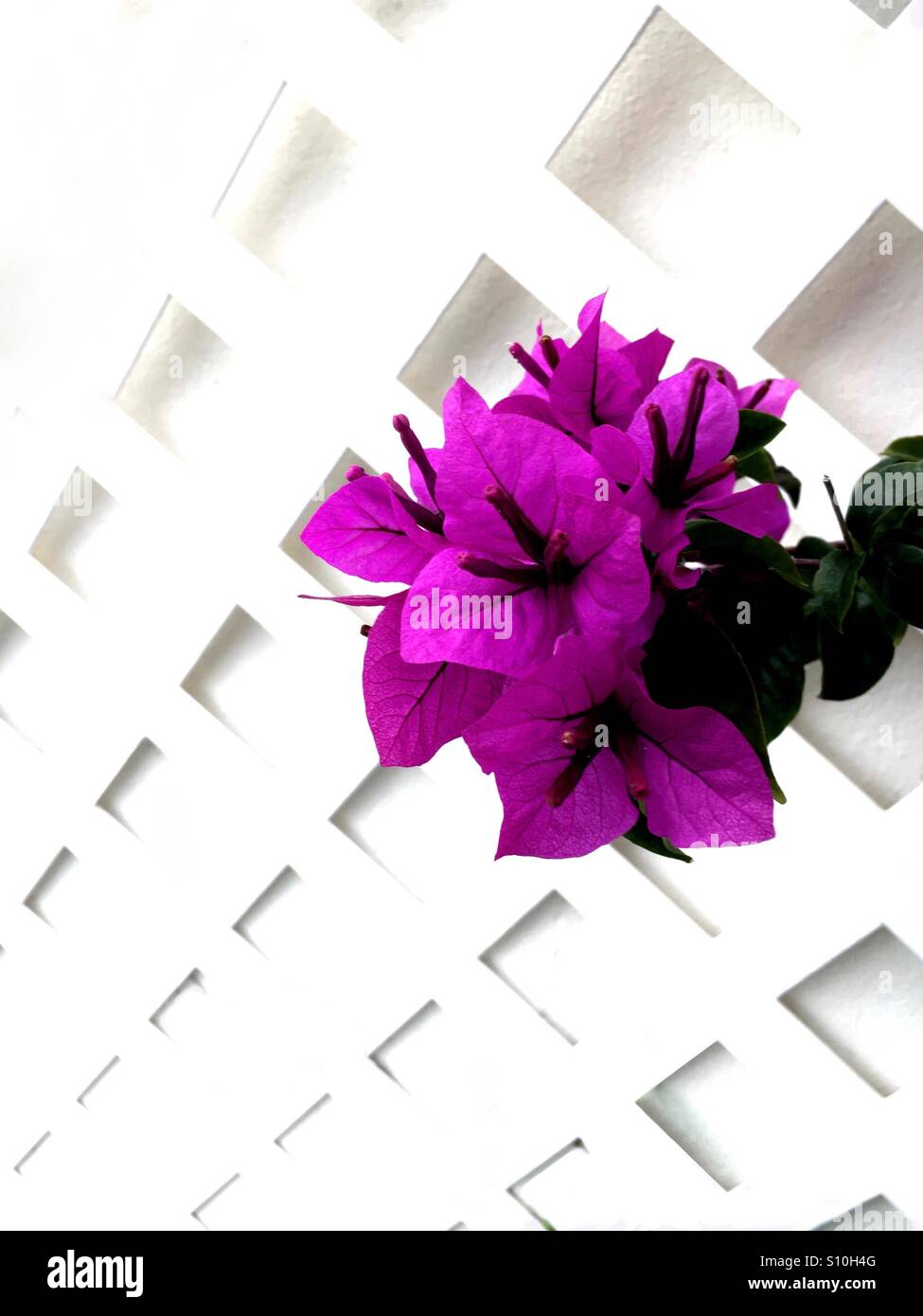 Magenta Azalea - Smartphone Captured Stock Image