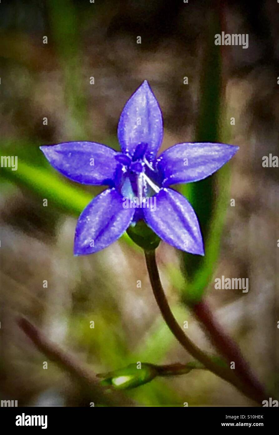 Macro view of a tiny Southern Rockbell flower, Wahlenbergia marginata Stock Photo