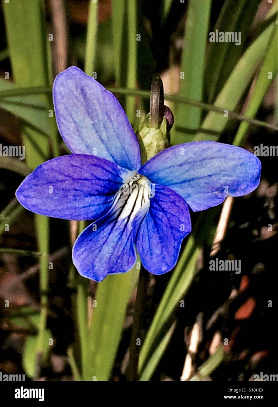 Blue Violet macro view with green leaf background, Viola sororia - Smartphone Captured Stock Image
