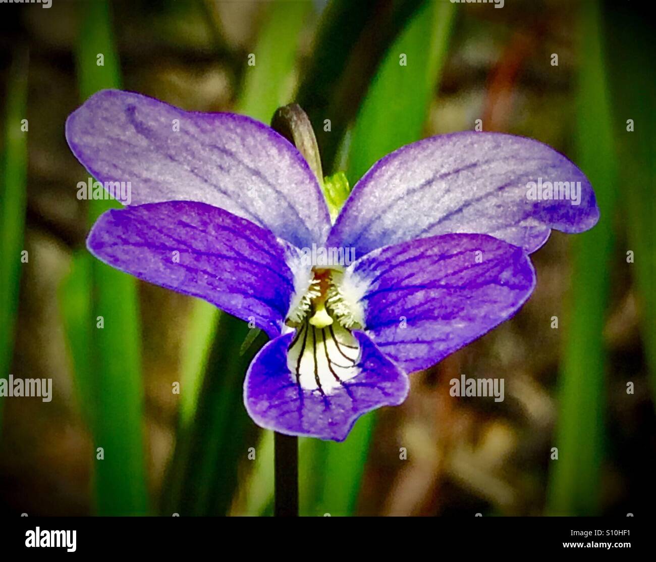 Purple Violet flower macro view with blurred green background, Viola sororia Stock Photo