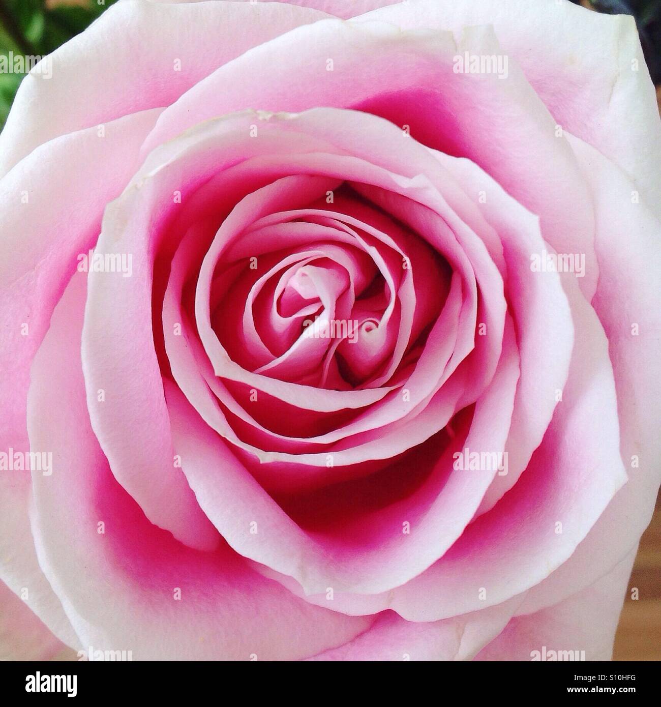 Beautiful Pink Columbia Rose Flower Stock Photo Alamy