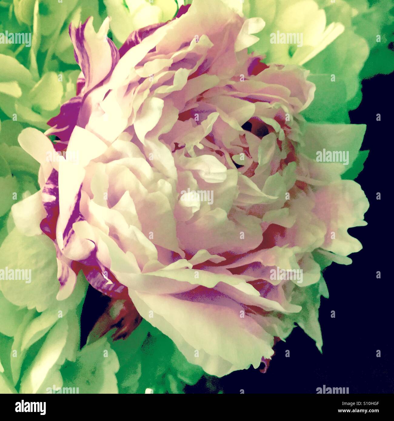 Pink peony - Smartphone Captured Stock Image