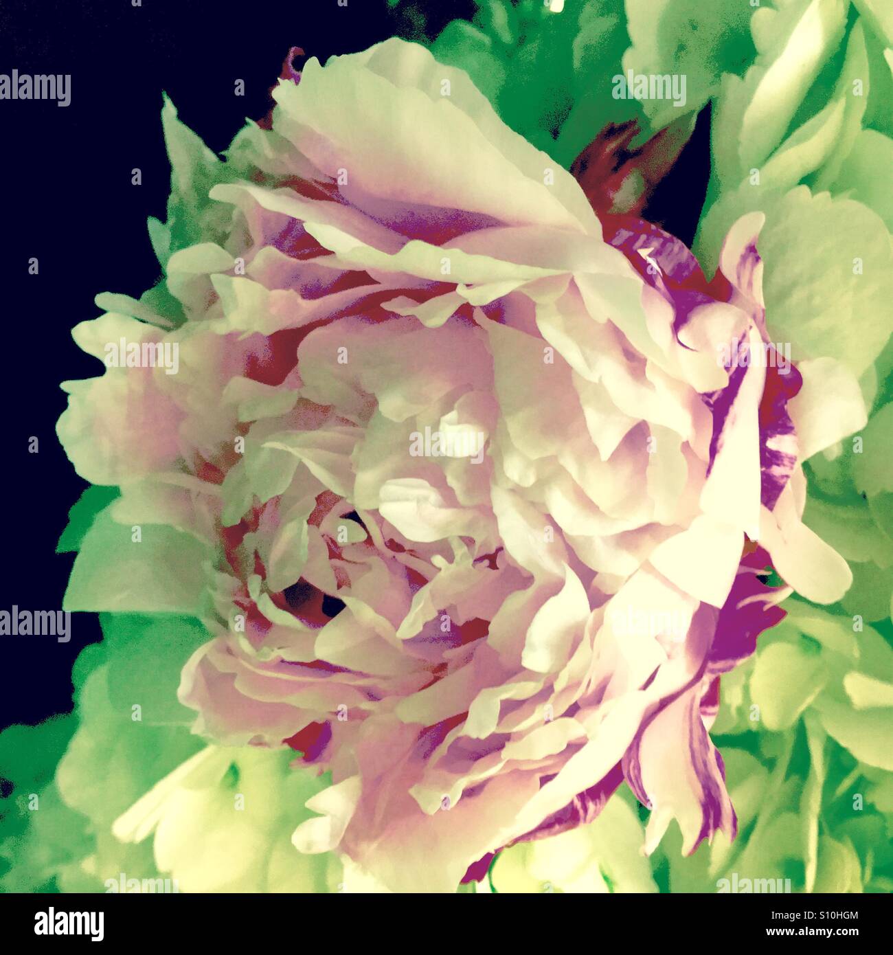 Pink peony - Smartphone Captured Stock Image