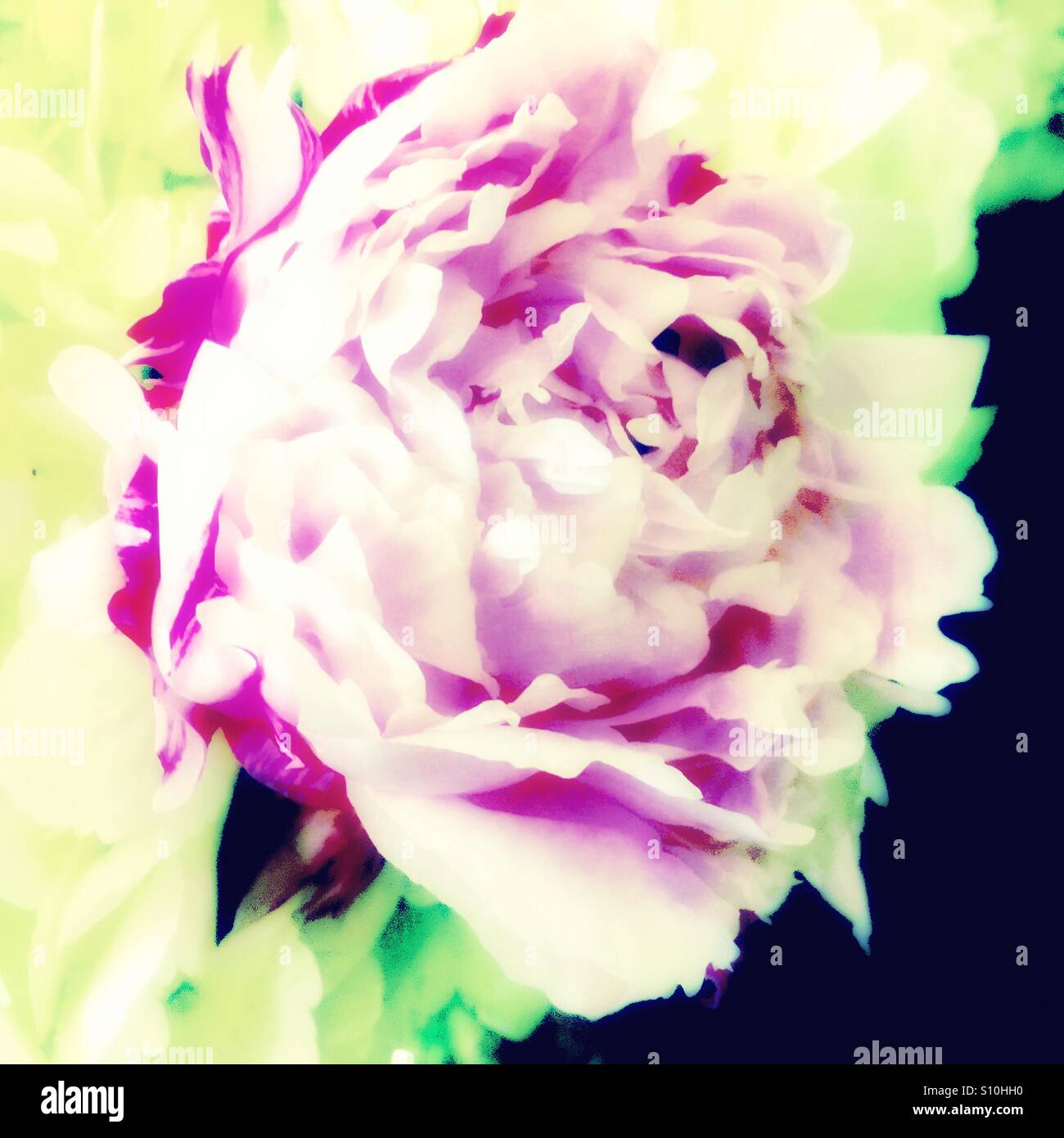 Pink peony - Smartphone Captured Stock Image