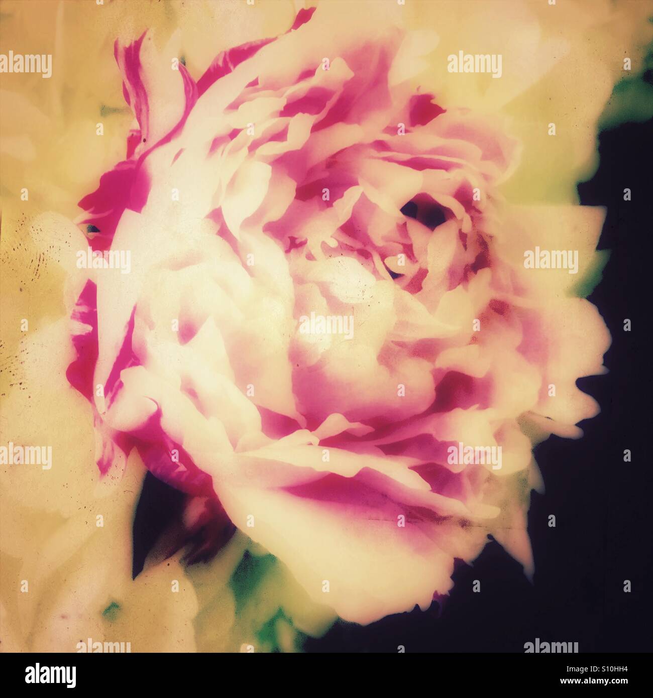 Pink peony - Smartphone Captured Stock Image