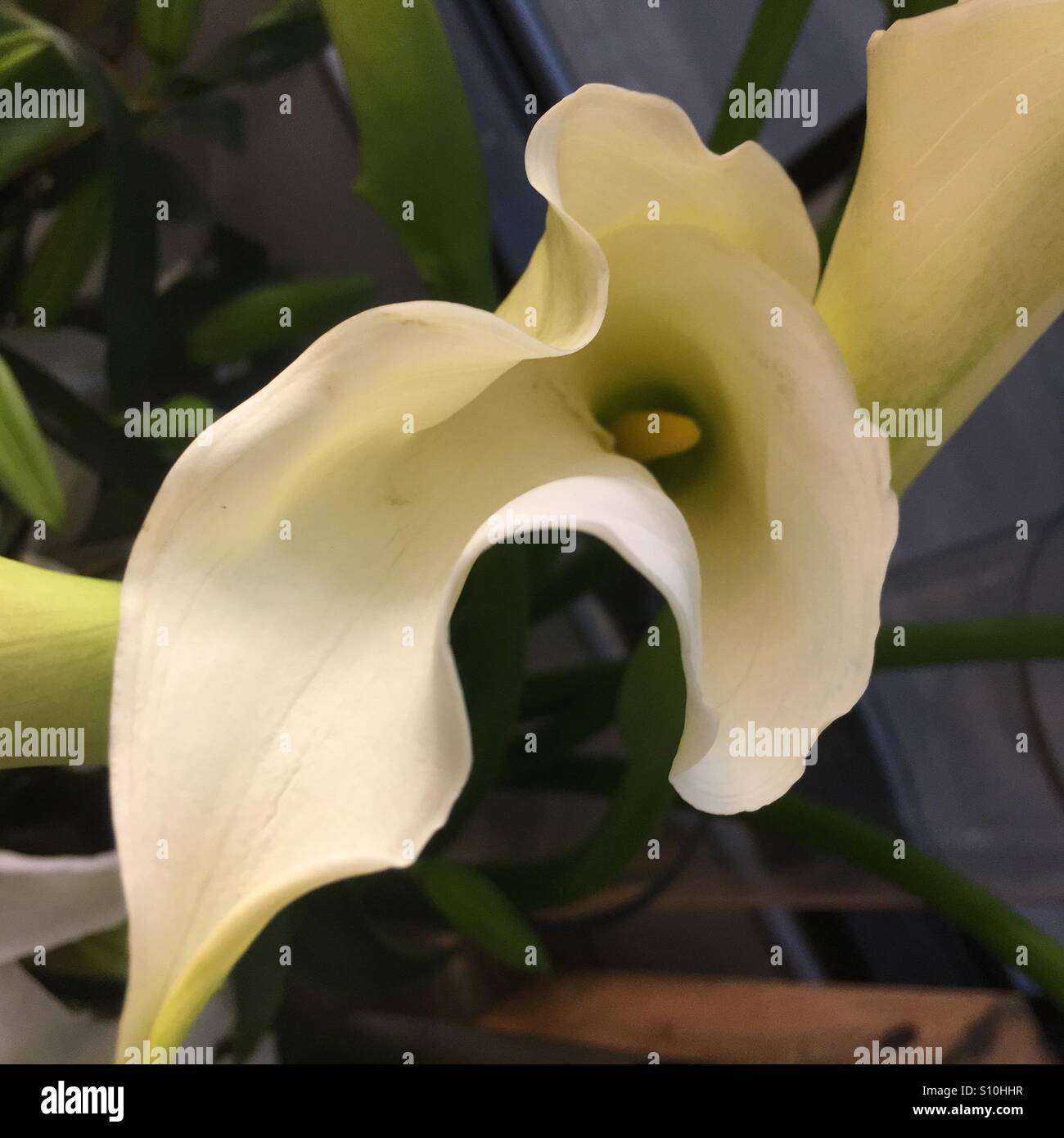 Abstract calla lily - Smartphone Captured Stock Image