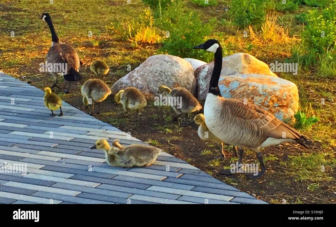 Canada goose family - Smartphone Captured Stock Image