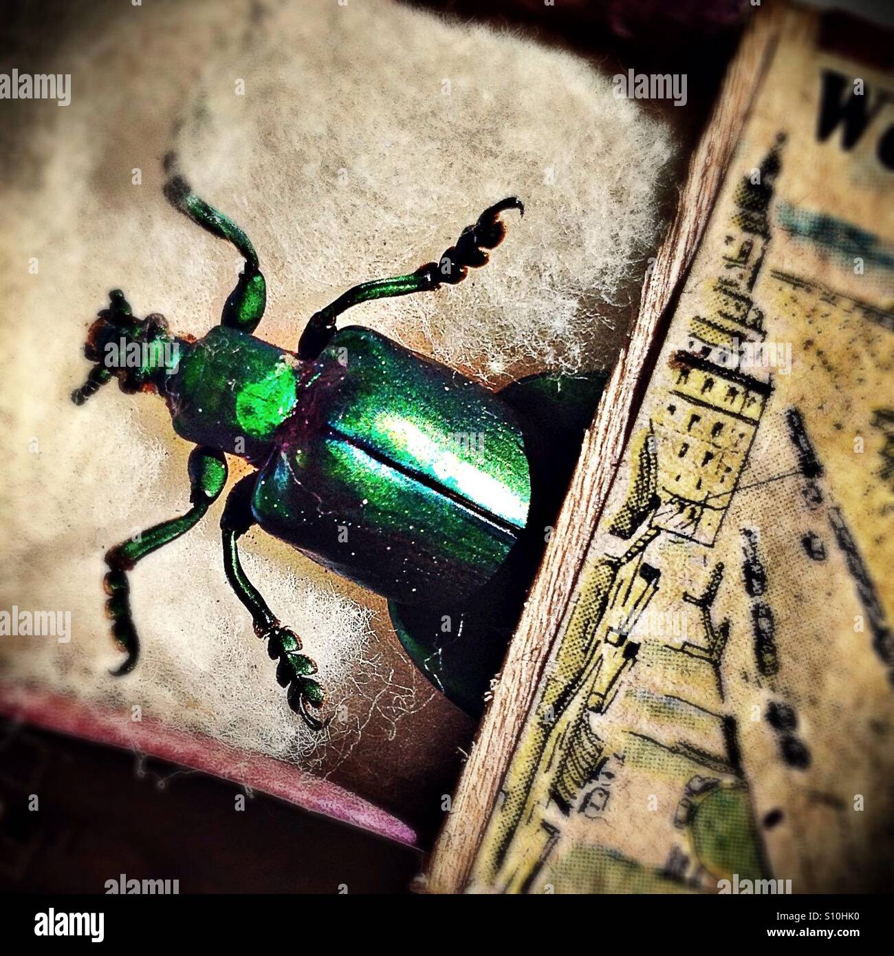 Iridescent green beetle in matchbox Stock Photo