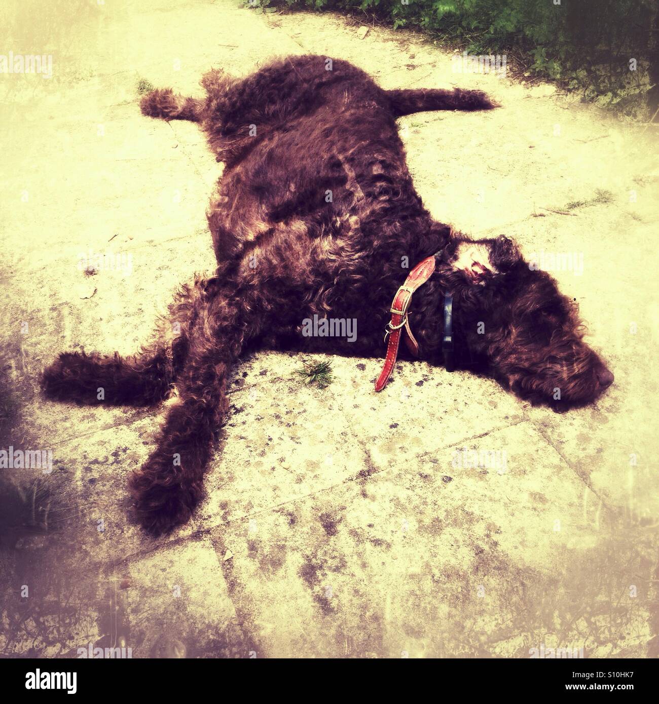 Chocolate brown Labradoodle dog - Smartphone Captured Stock Image