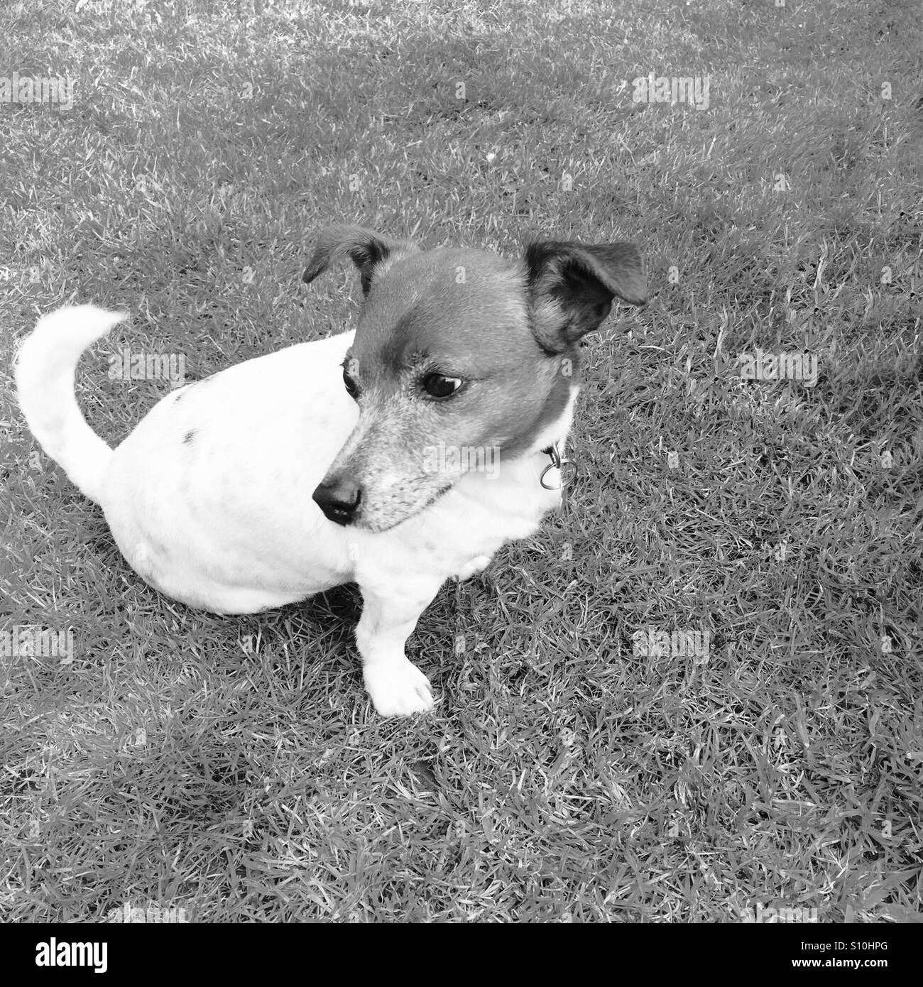 Jack Russell looking backwards Stock Photo