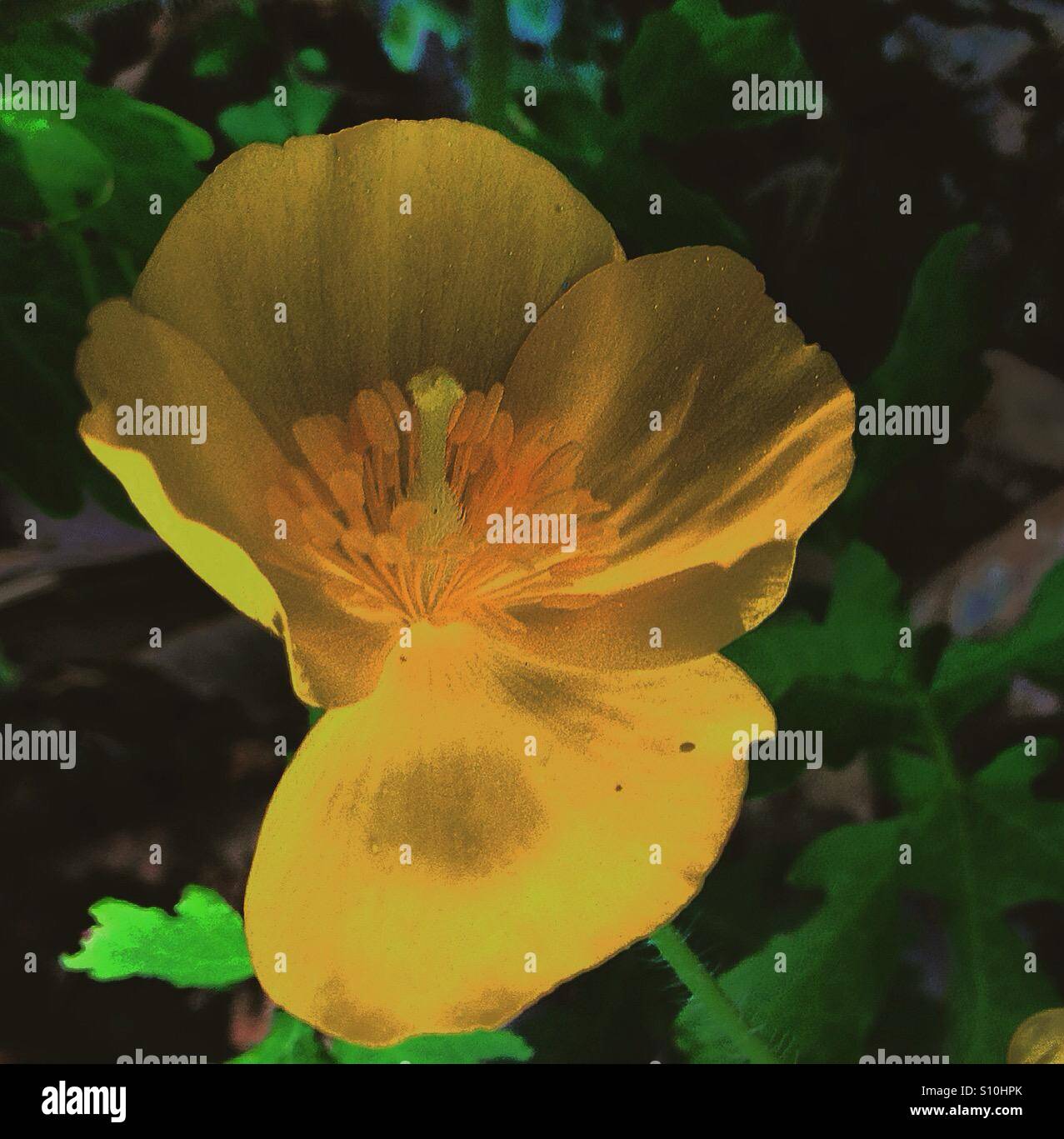 What's up buttercup Stock Photo Alamy