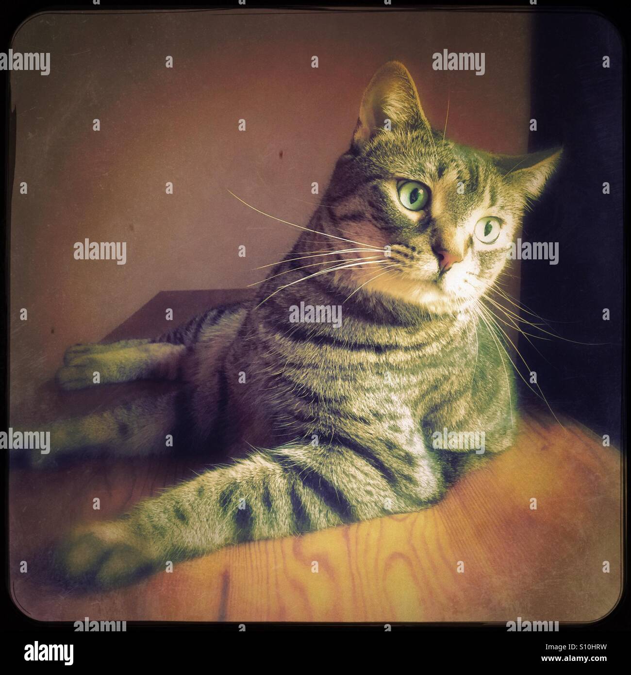 My beautiful Bengal mix cat at home - Smartphone Captured Stock Image