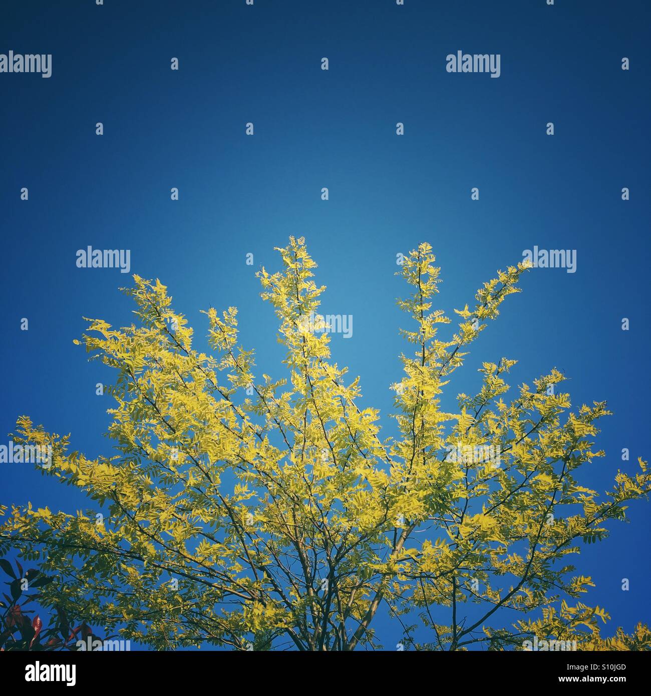 Yellow leaves tree against blue sky Stock Photo - Alamy