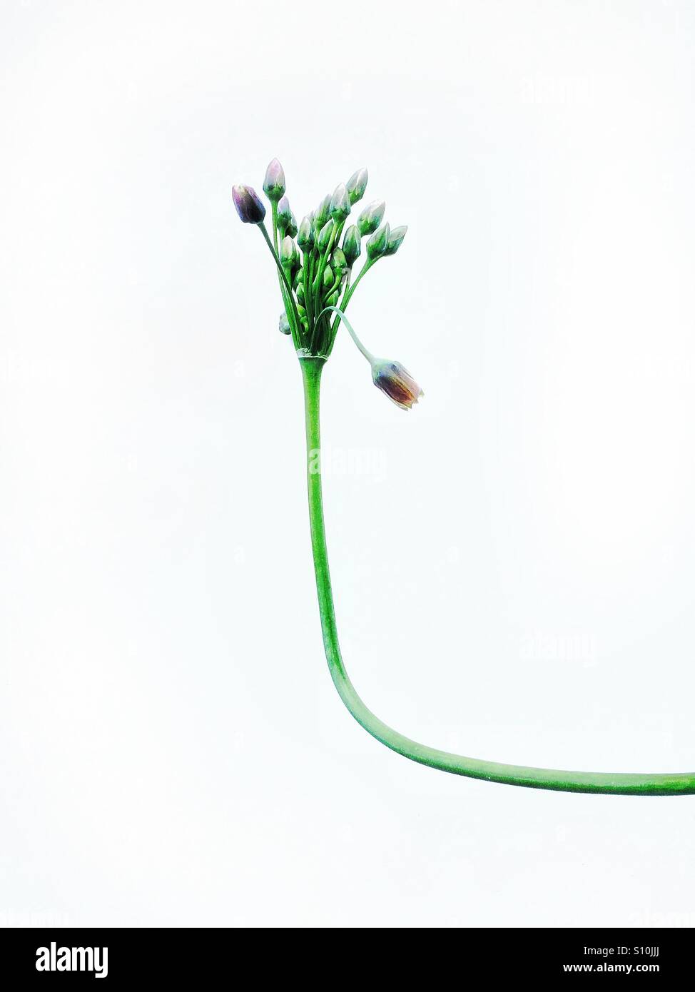 Allium - Smartphone Captured Stock Image