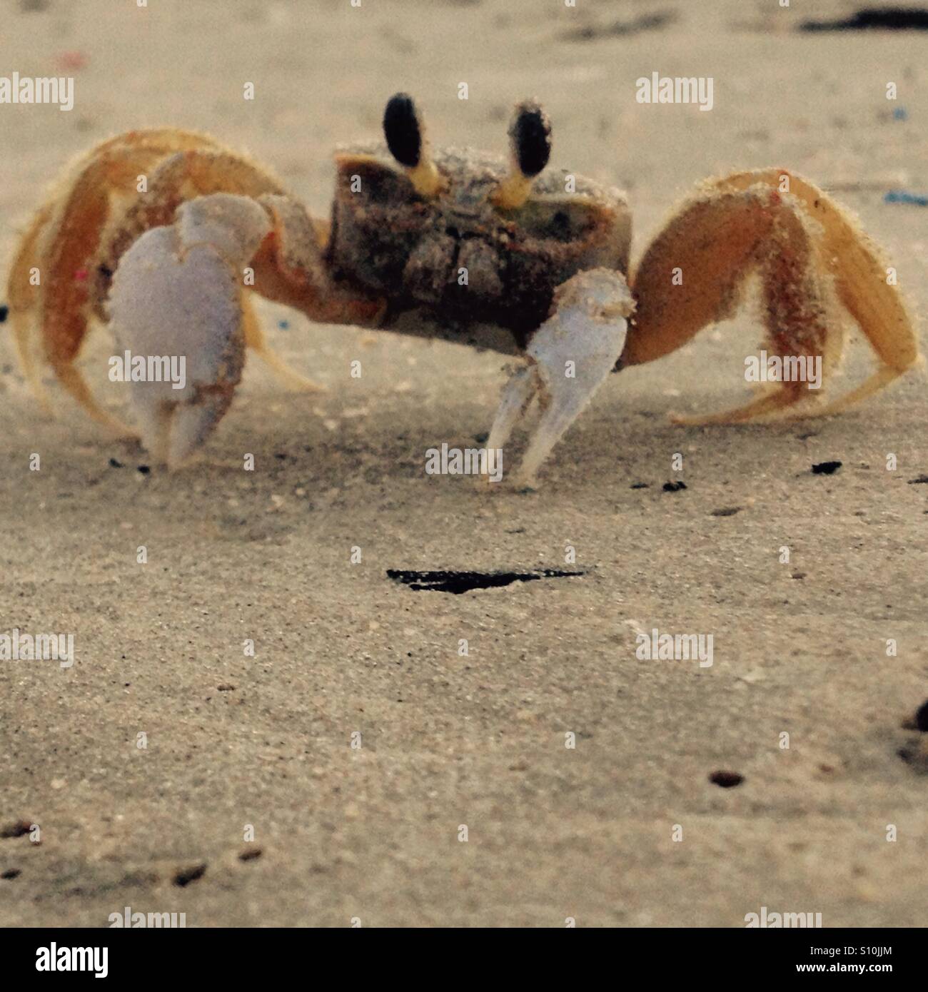 Crab life cycle hires stock photography and images Alamy