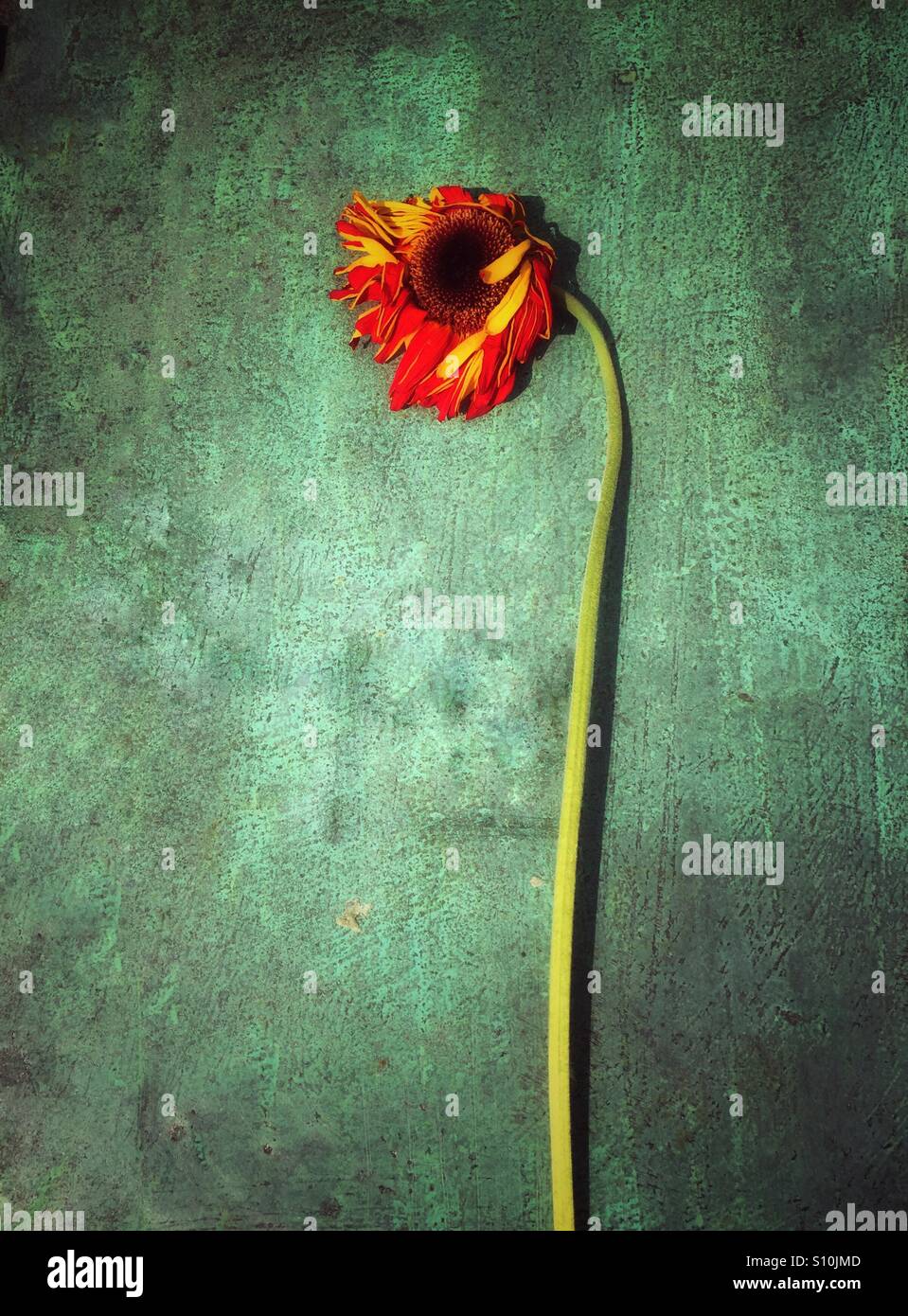 Dead flower - Smartphone Captured Stock Image