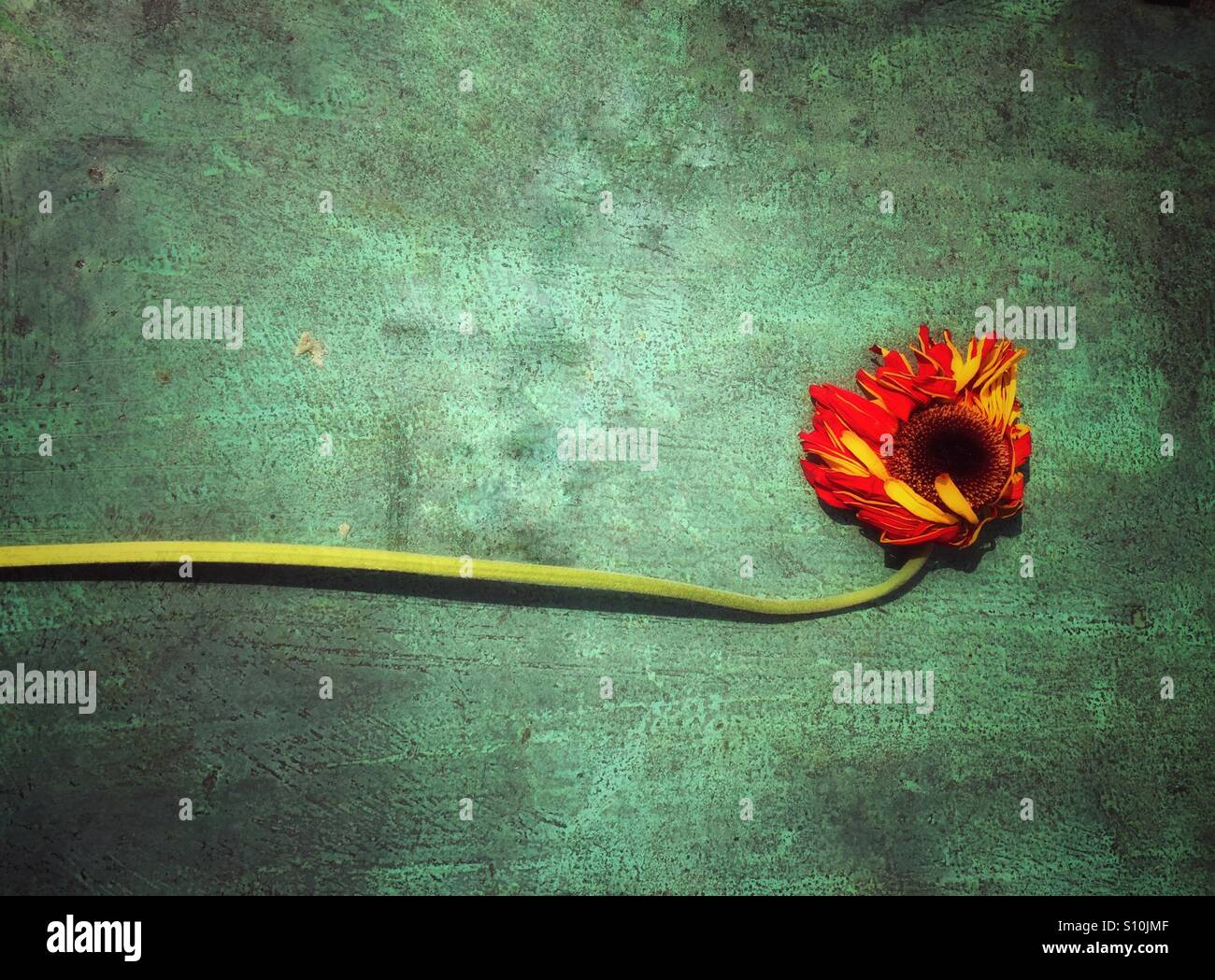 Dead flower - Smartphone Captured Stock Image