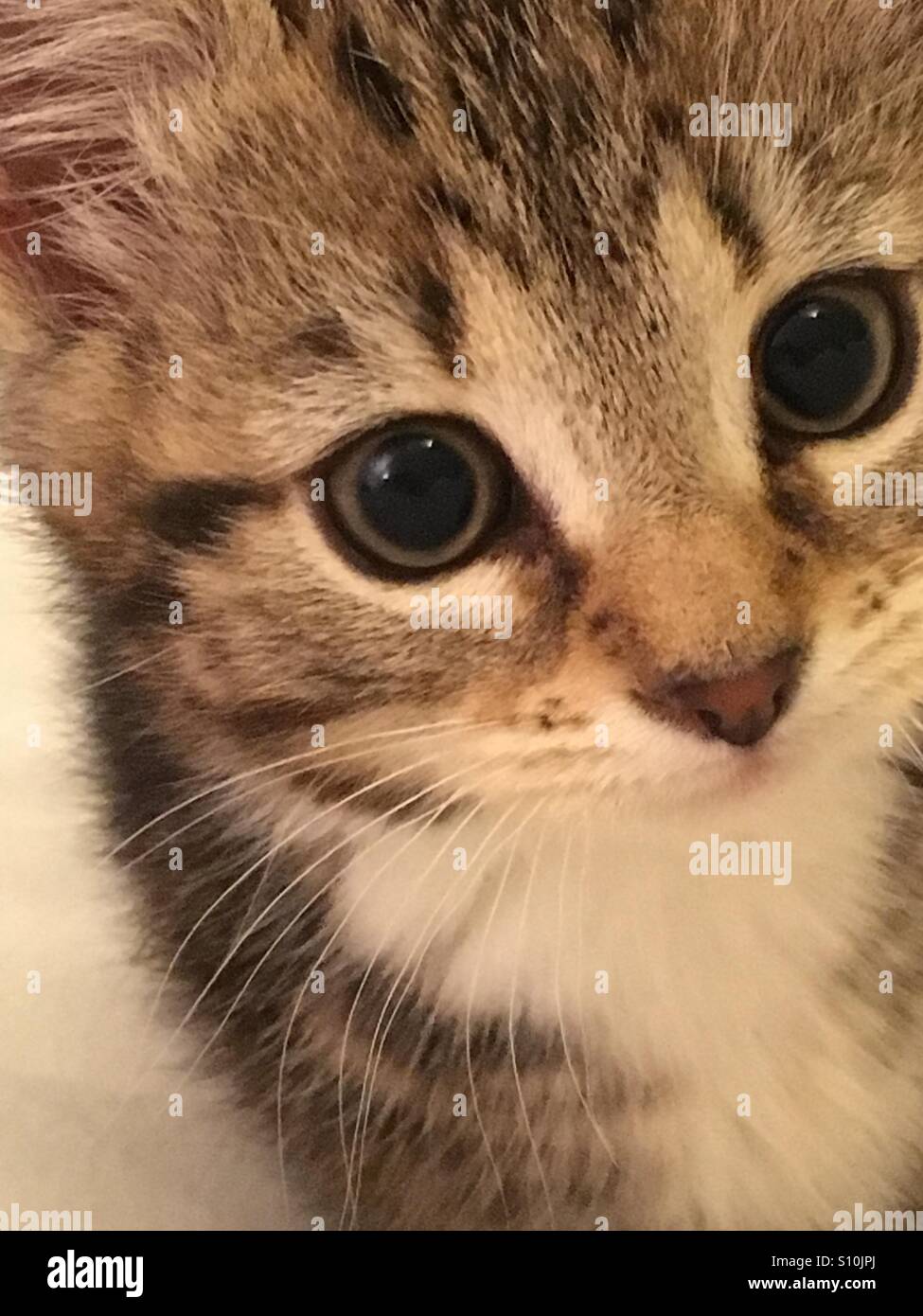 Bengal cross kitten. 12 weeks old Stock Photo Alamy