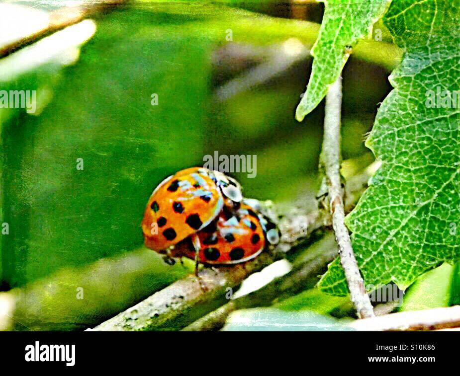 ..two happy bugs with great luck..! - Smartphone Captured Stock Image