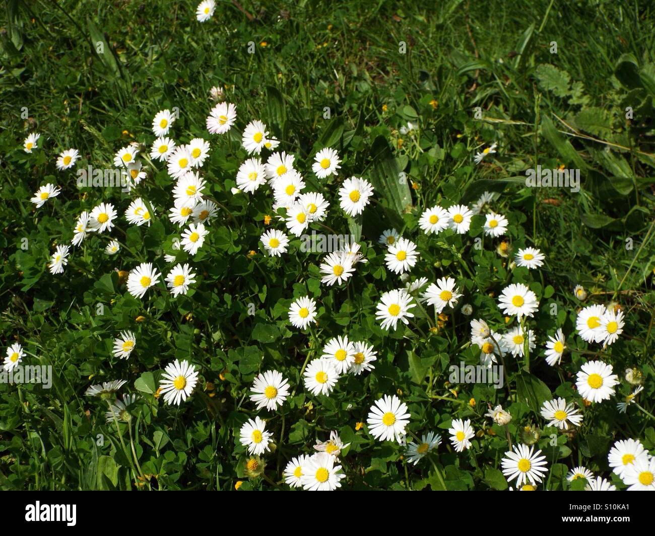 Daisy flower White yellow green grass background natural nature. Stock Photo