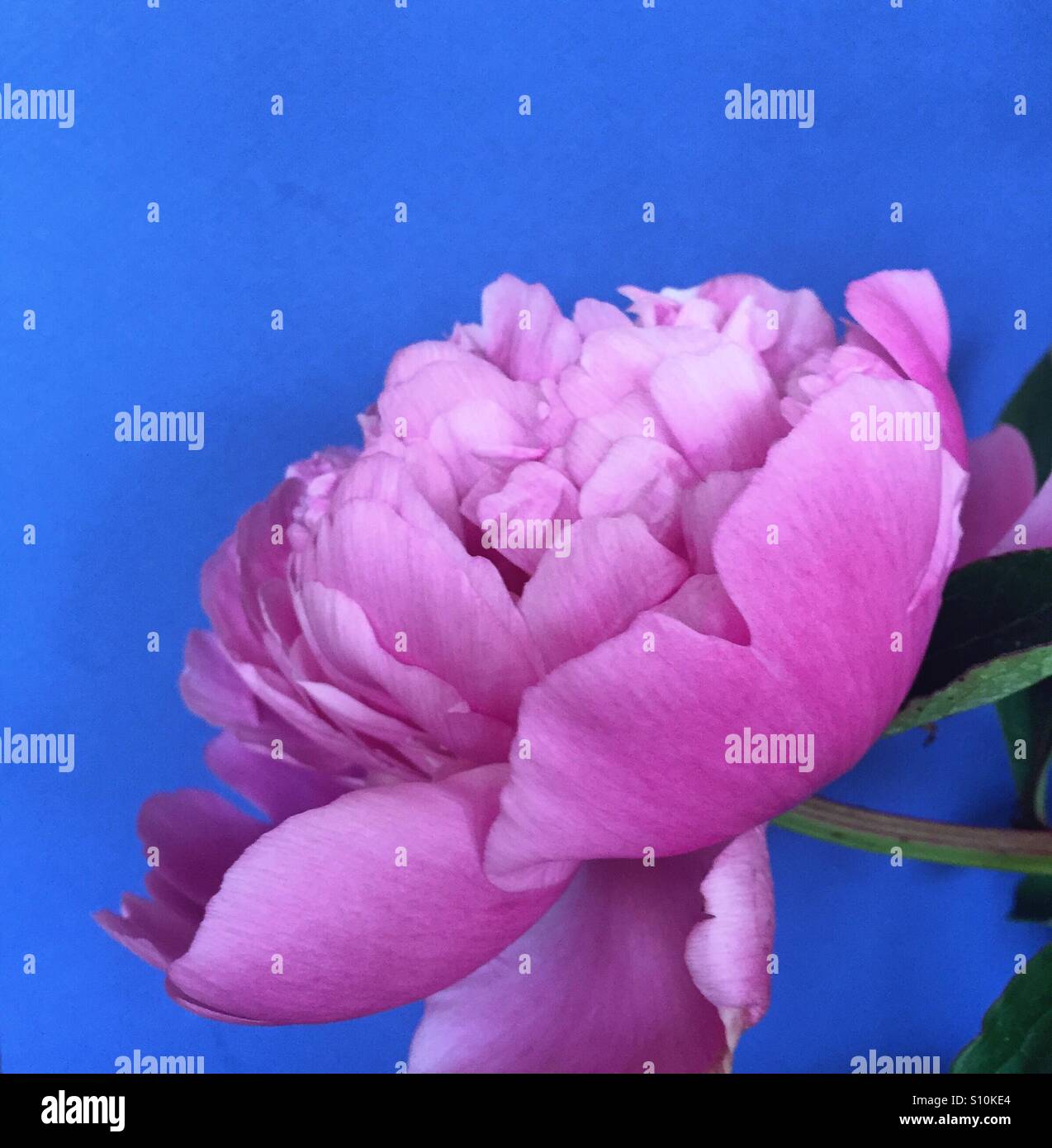Pink peony on a royal blue background Stock Photo - Alamy