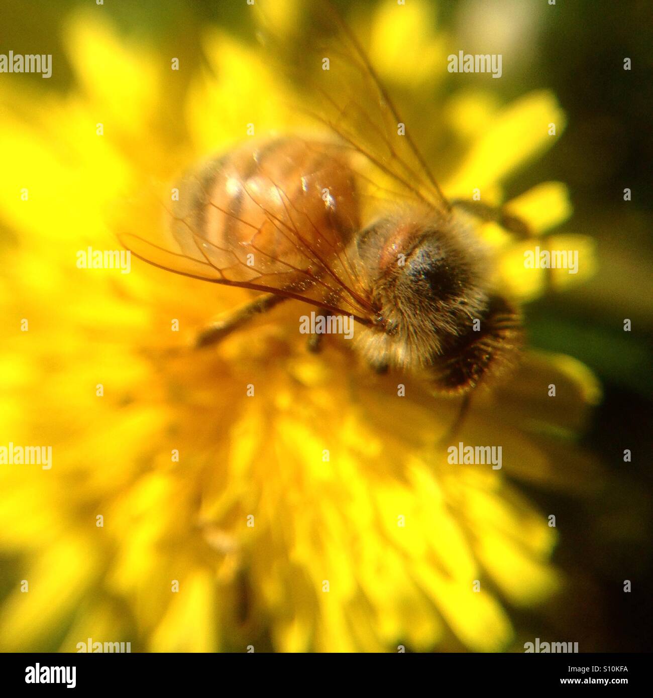 Pollen gathering bee. Stock Photo