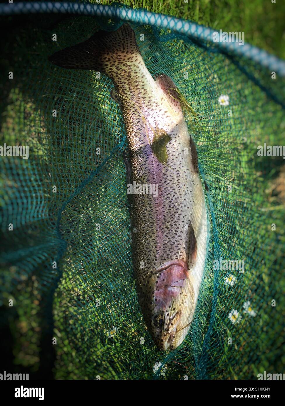 Rainbow trout in fishing net - Smartphone Captured Stock Image