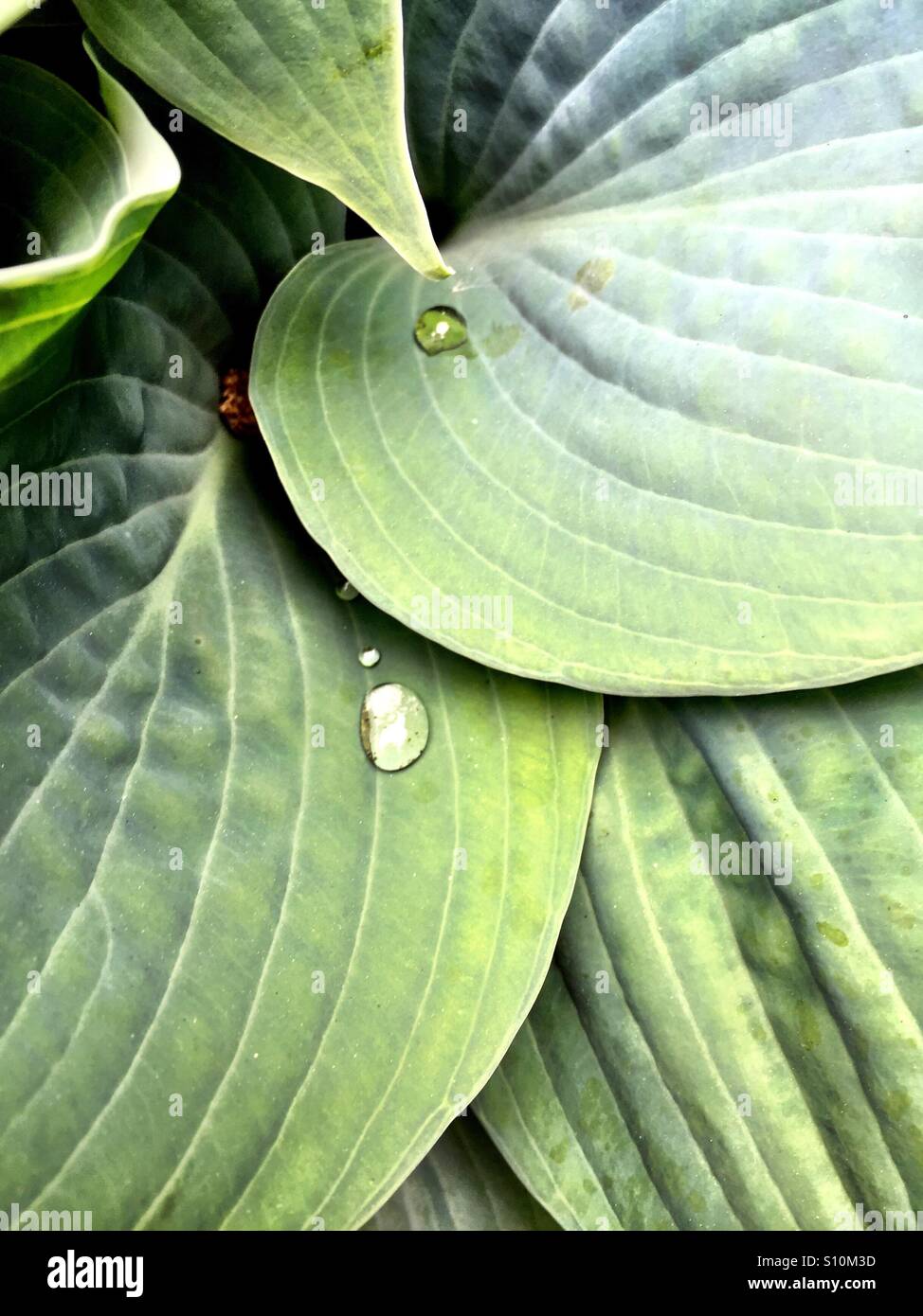 Raindrop on hosta leaf - Smartphone Captured Stock Image