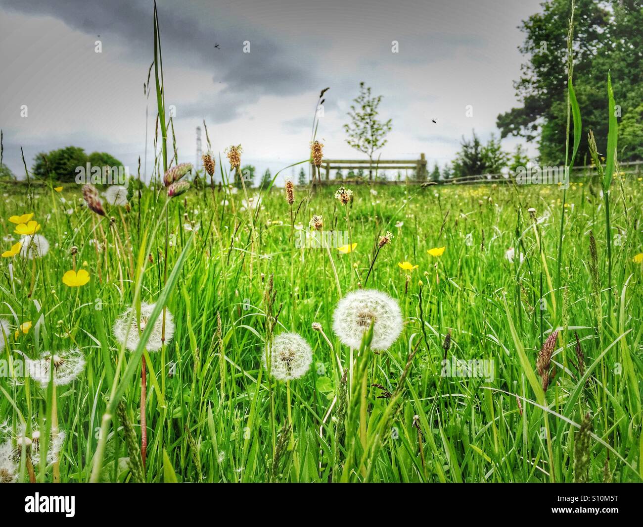 Dandelions and buttercups in an English meadow - Smartphone Captured Stock Image