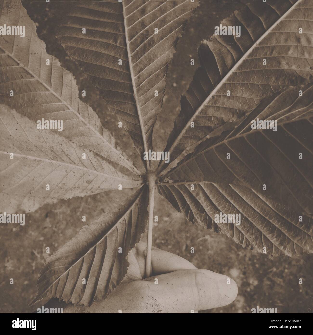 Holding a chestnut leaf - Smartphone Captured Stock Image