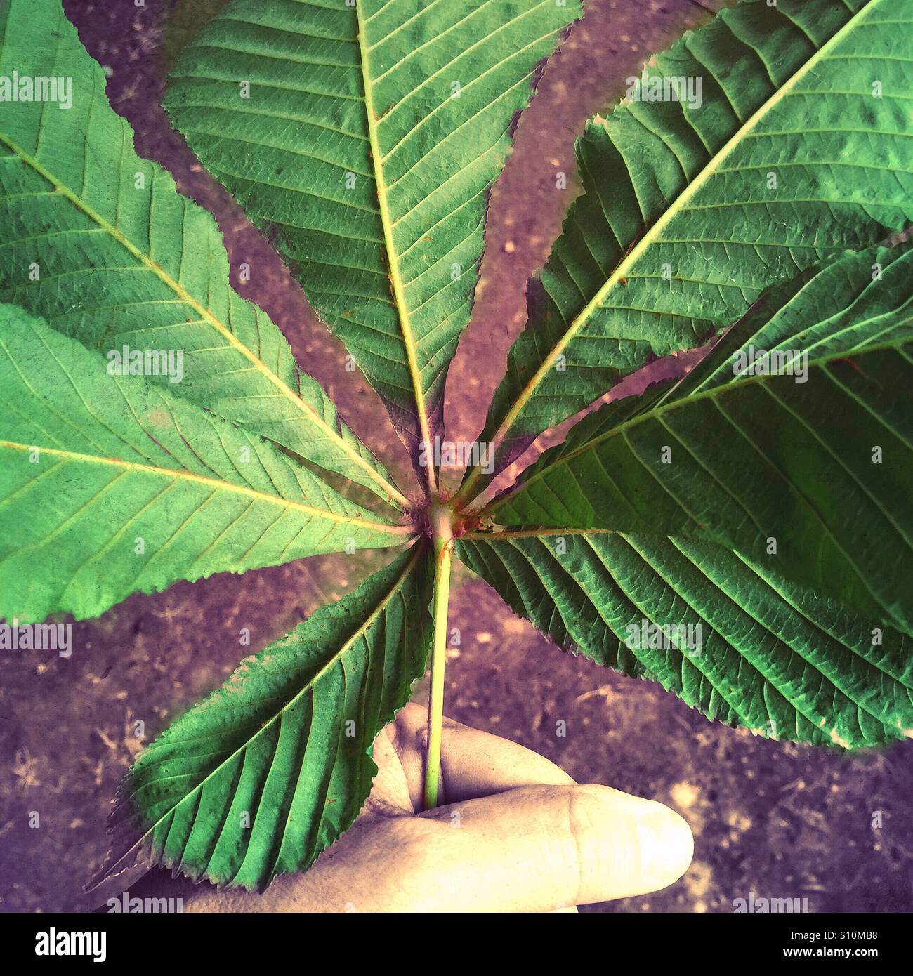 Holding a chestnut leaf - Smartphone Captured Stock Image